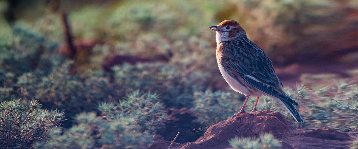 The Lark Ascending