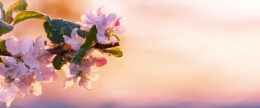 Symphony 92 Franz Joseph Haydn‎