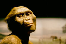 Lucy - 1